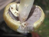 Gelber Riesenträuschling, Foto 8