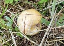 Gelber Riesenträuschling, Foto 10