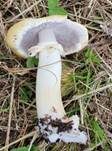 Gelber Riesenträuschling, Foto 11