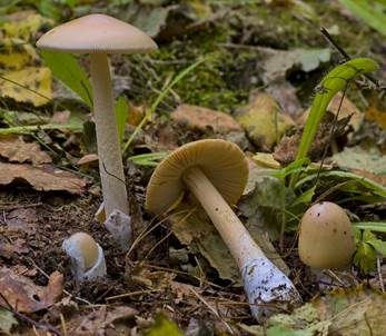 Gelber Scheidenstreifling, Foto 2