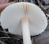 Gelber Scheidenstreifling, Foto 12