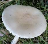 Gelber Scheidenstreifling, Foto 13