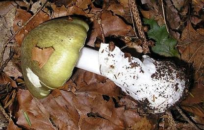 Gelber Scheidenstreifling, Foto 19