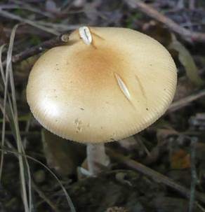 Gelber Scheidenstreifling, Foto 4