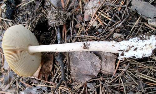Gelber Scheidenstreifling, Foto 5