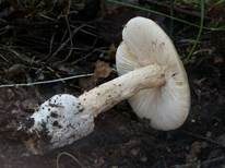 Gelber Scheidenstreifling, Foto 6