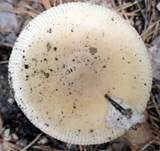 Gelber Scheidenstreifling, Foto 8