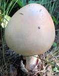Gelber Scheidenstreifling, Foto 9