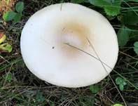 Gelber Scheidenstreifling, Foto 10