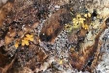 Gelber Scheinhaarstäubling, Foto 19