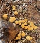 Gelber Scheinhaarstäubling, Foto 21