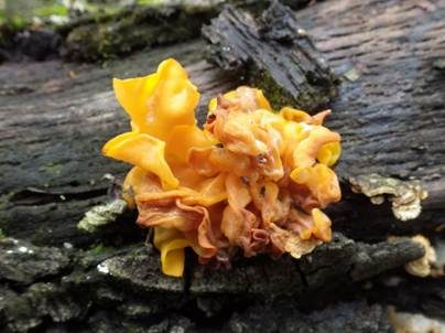 Gelber Schichtpilz-Zitterling, Foto 3