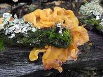 Gelber Schichtpilz-Zitterling, Foto 14