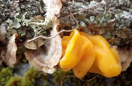Gelber Schichtpilz-Zitterling, Foto 4