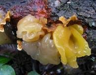 Gelber Schichtpilz-Zitterling, Foto 6