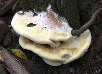 Gelber Stachelrindenpilz, Foto 12