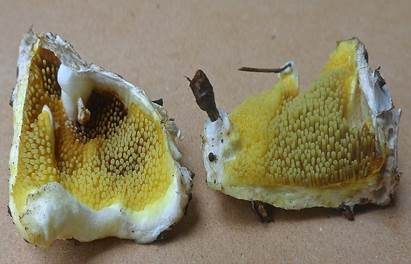 Gelber Stachelrindenpilz, Foto 6