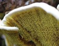 Gelber Stachelrindenpilz, Foto 8