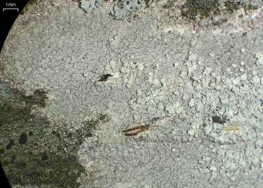 Baumbleikrustenflechte, Foto 2