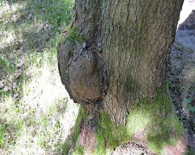 Baumkrebs, Foto 2