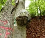 Baumkrebs, Foto 9