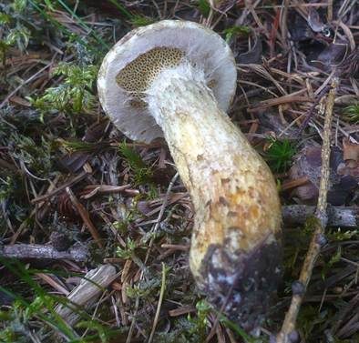 Gelbfleischiger Lärchenröhrling, Foto 3