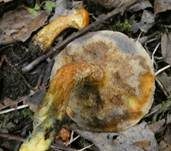 Gelbfleischiger Lärchenröhrling, Foto 13