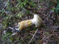 Gelbfleischiger Lärchenröhrling, Foto 9