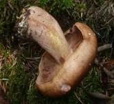 Gelbfleischiger Ritterling, Foto 12