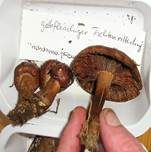 Gelbfleischiger Ritterling, Foto 16