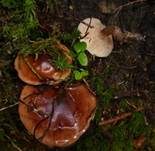Gelbfleischiger Ritterling, Foto 9