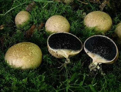 Gelbflockiger Kartoffelbovist, Foto 2