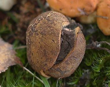 Gelbflockiger Kartoffelbovist, Foto 3