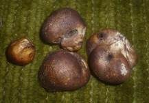 Gelbflockiger Kartoffelbovist, Foto 14