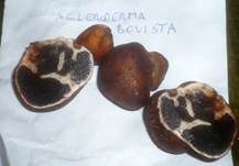 Gelbflockiger Kartoffelbovist, Foto 15