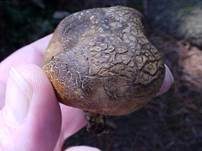Gelbflockiger Kartoffelbovist, Foto 6