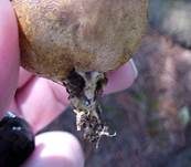 Gelbflockiger Kartoffelbovist, Foto 7