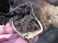 Gelbflockiger Kartoffelbovist, Foto 8