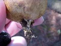 Gelbflockiger Kartoffelbovist, Foto 10
