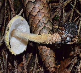 Gelbflockiger Wollstielschirmling, Foto 2