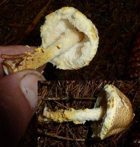 Gelbflockiger Wollstielschirmling, Foto 3