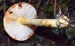 Gelbflockiger Wollstielschirmling, Foto 12