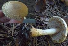 Gelbflockiger Wollstielschirmling, Foto 13