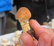 Gelbflockiger Wollstielschirmling, Foto 18