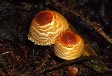 Gelbflockiger Wollstielschirmling, Foto 20