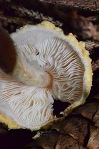 Gelbflockiger Wollstielschirmling, Foto 4