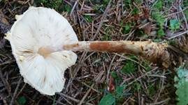 Gelbflockiger Wollstielschirmling, Foto 22