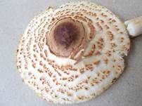 Gelbflockiger Wollstielschirmling, Foto 25