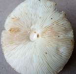 Gelbflockiger Wollstielschirmling, Foto 27