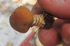 Gelbflockiger Wollstielschirmling, Foto 28